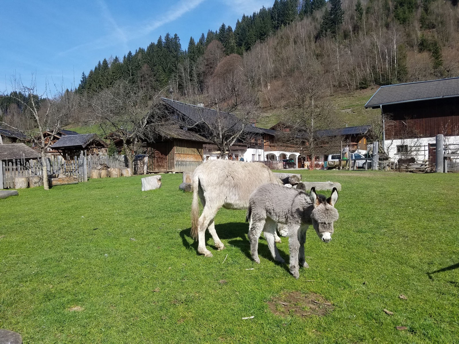 Das Pronebengut in Mühlbach ist ein Paradies für Tiere - und Kinder.