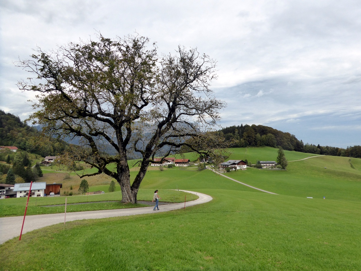 Der Rückweg zum Grenzübergang Kranzbichl führt an einem beeindruckend großen Nussbaum vorbei.