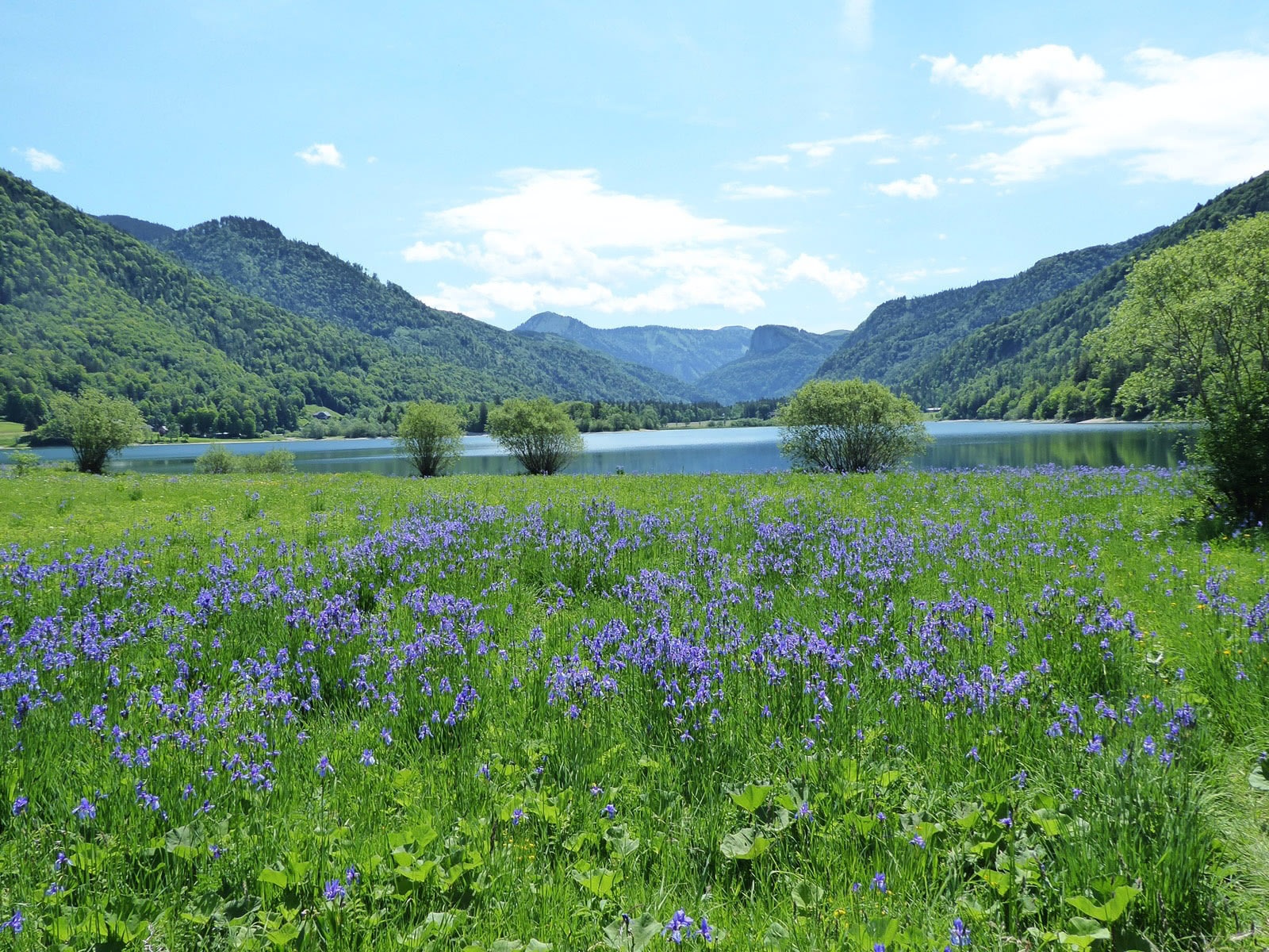 Im Frühsommer verwandelt sich die Feuchtwiese am Hintersee in ein Meer aus Sibirischen Schwertlilien.