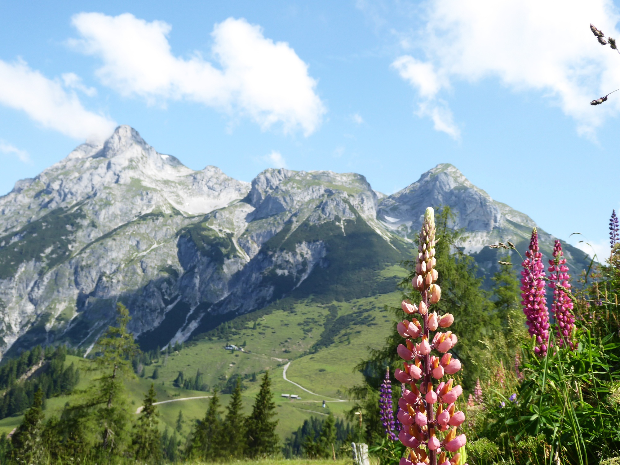 Lupinen nahe der Strussingalm im Vordergrund, Tauernkogel (rechts), Tauernscharte und Eiskogel (links) im Hintergrund.