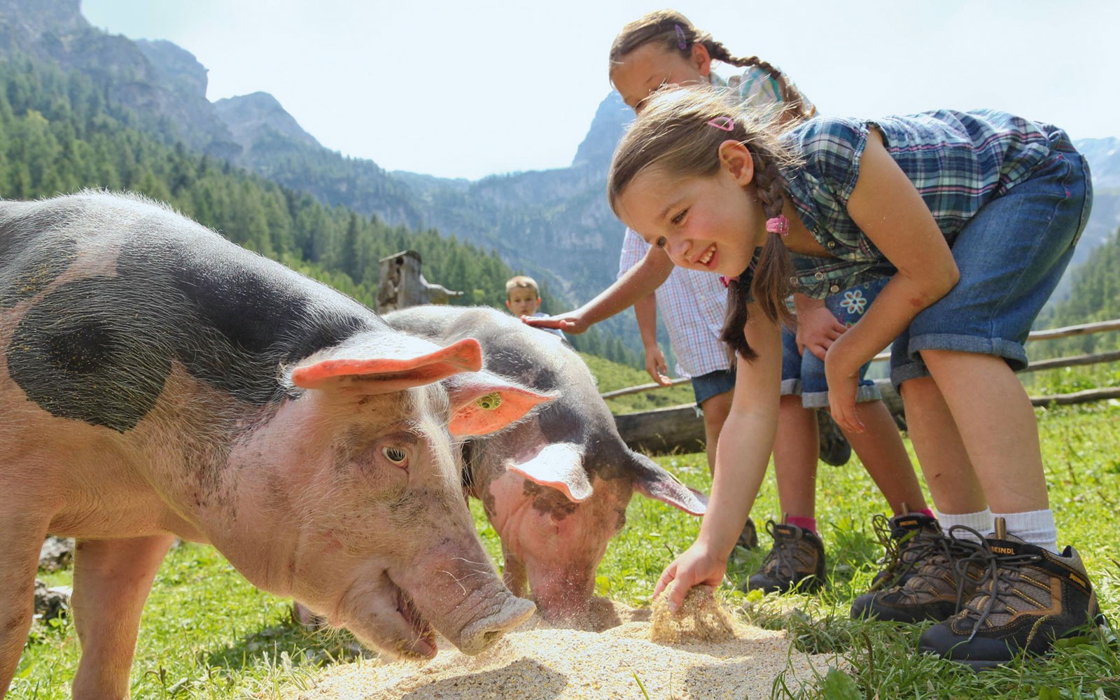 Tierische Erlebnisse auf der Marbachalm