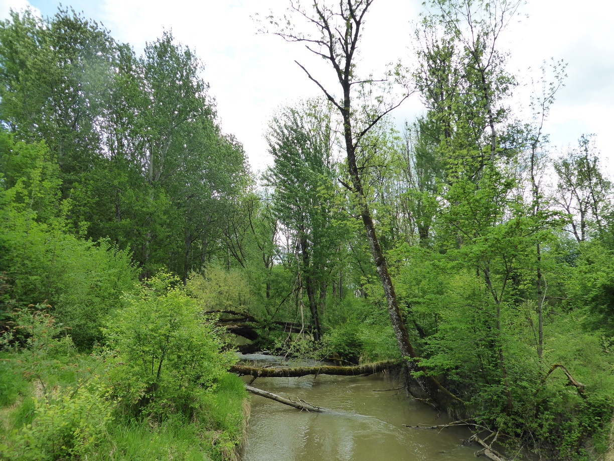 Der Reitbach kann sich natürlich entfalten.