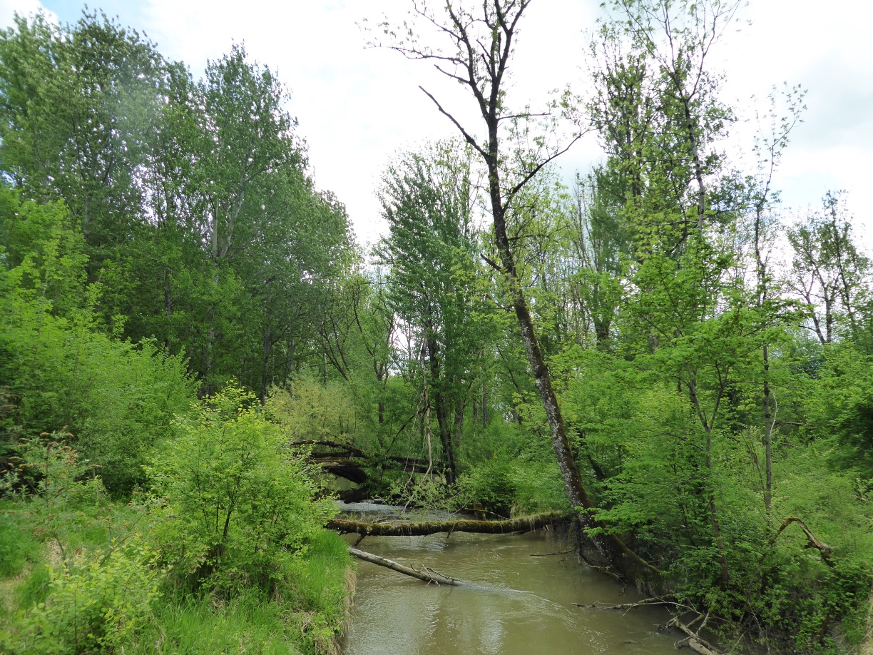 Der Reitbach kann sich natürlich entfalten.