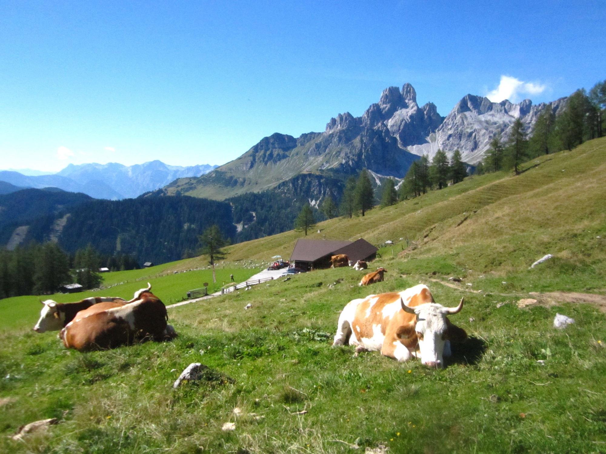 Die Krahlehenhütte, ein Paradies für Almtiere und Wanderer.