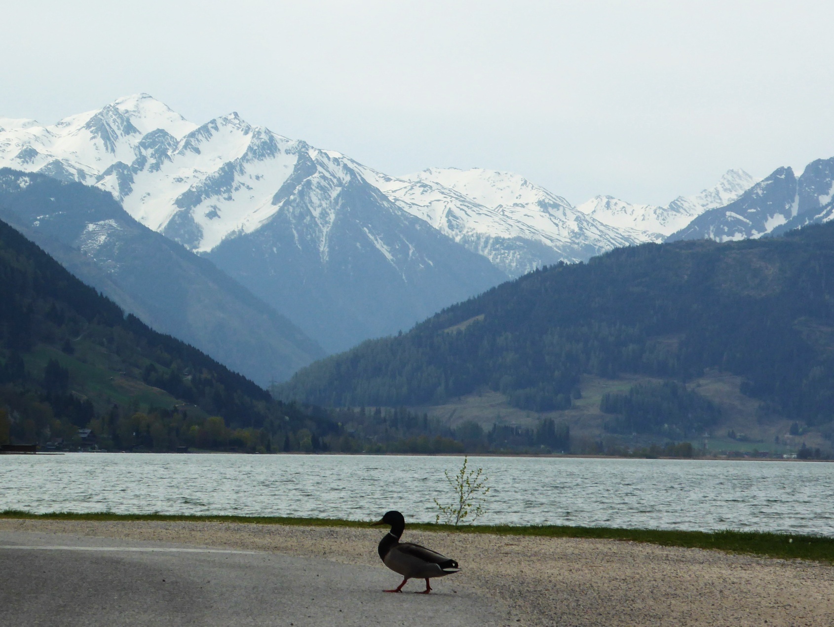 Stockente auf der Suche nach dem idealen Weg.