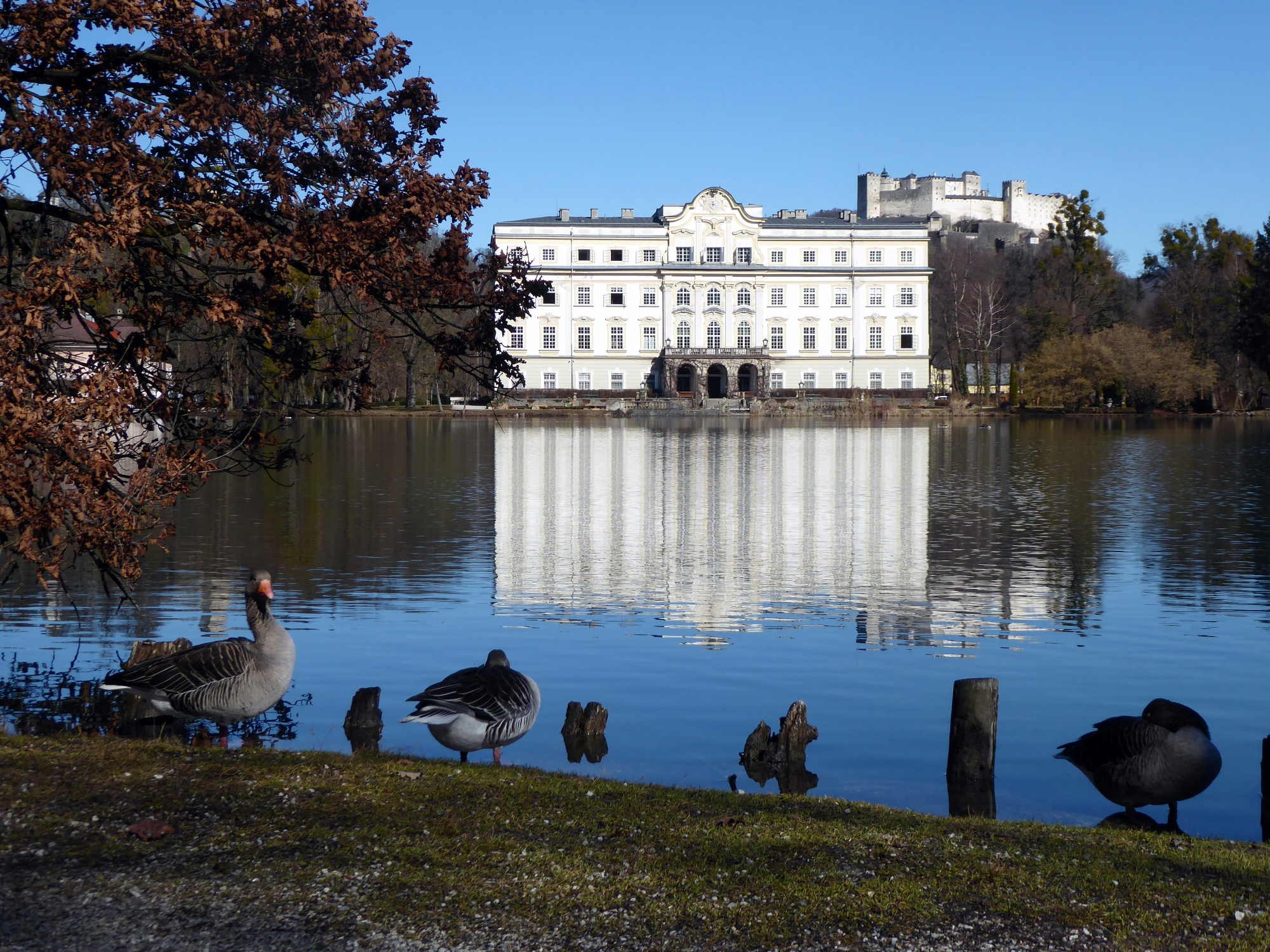 Die Festung, Schloss Leopoldskron und aufmerksame Graugänse bilden ein fotogenes Ensemble.