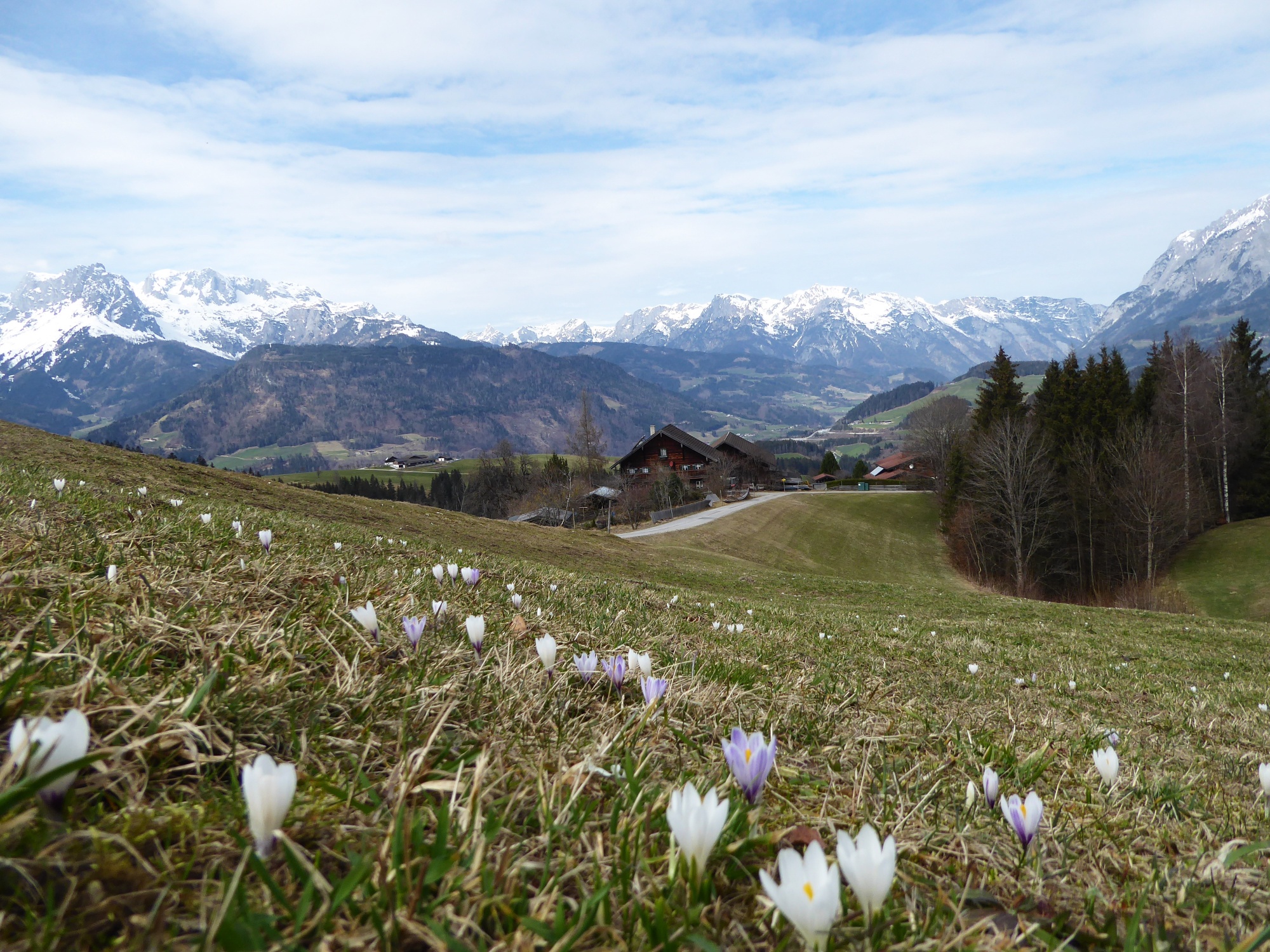 Heralds of spring in front of the Loipfer farm.
