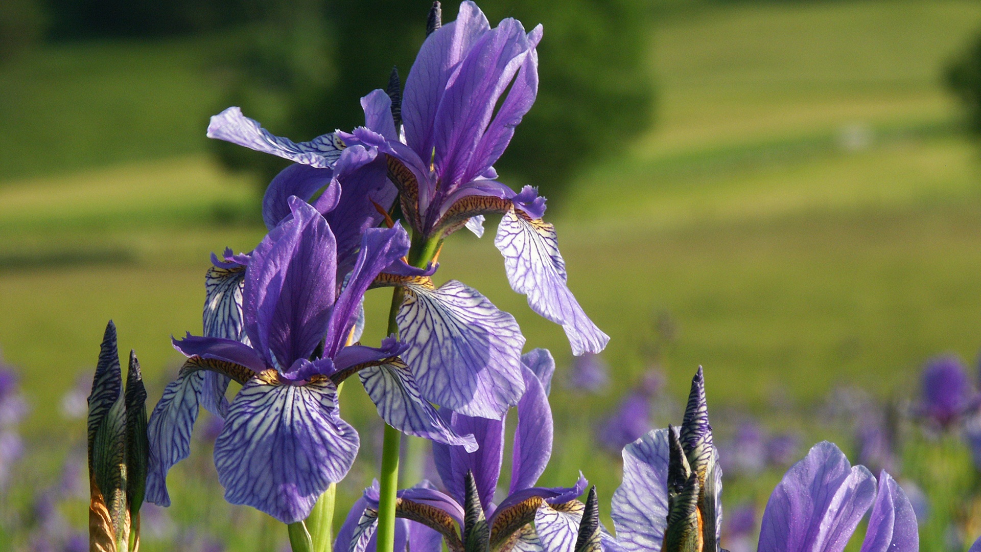 Siberian iris in the Luzialacke nature reserve