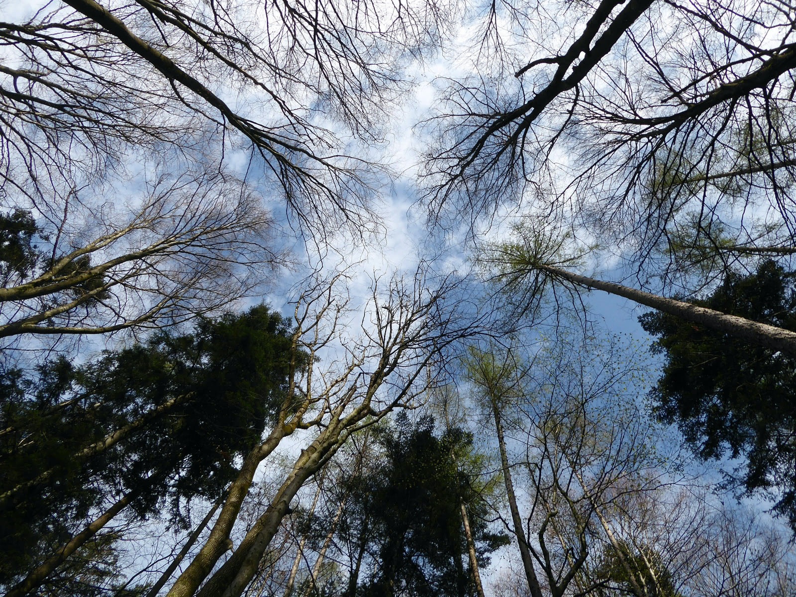 The strength of the Almerberg lies in its trees.