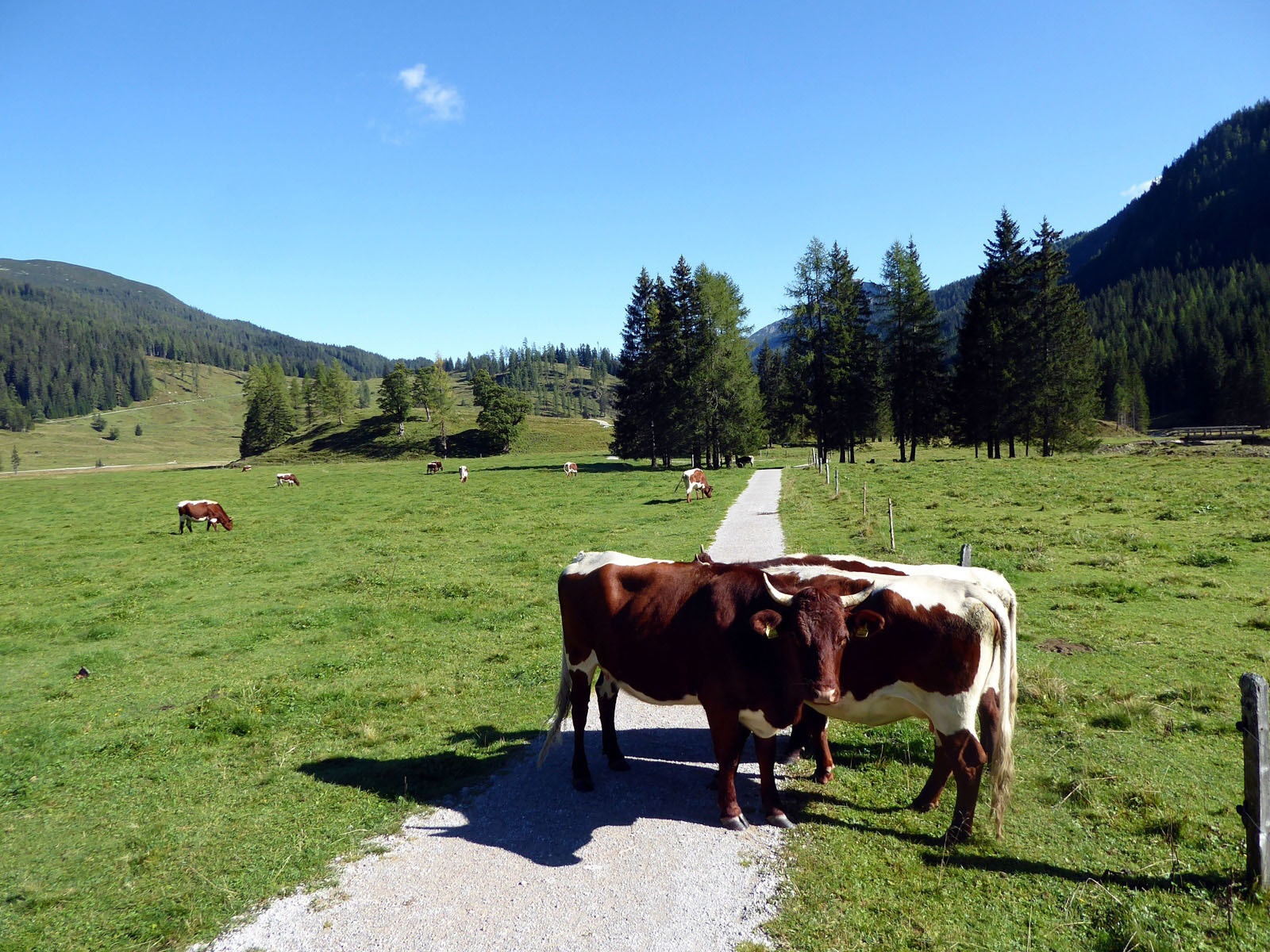 There are very specific right-of-way rules on the alpine pasture.