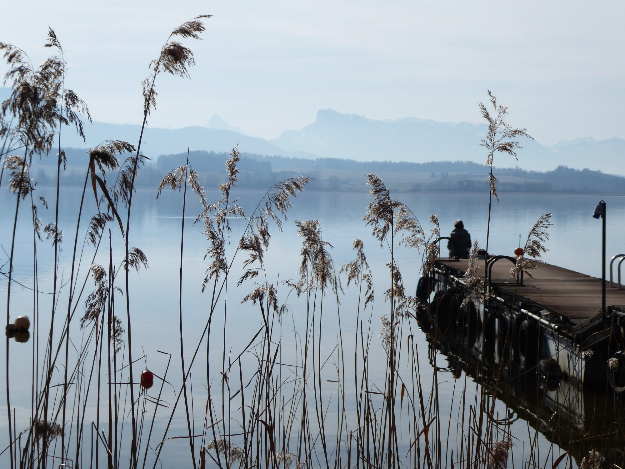 Whispering reeds in Wallersee-Zell.
