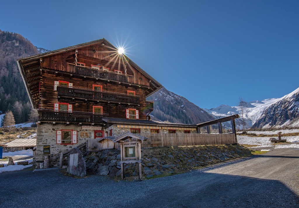 Alpenrose im Habachtal