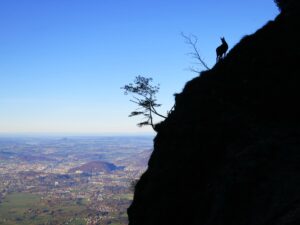 Magical moments at the legendary Untersberg, shortly before the Schellenberger Sattel.