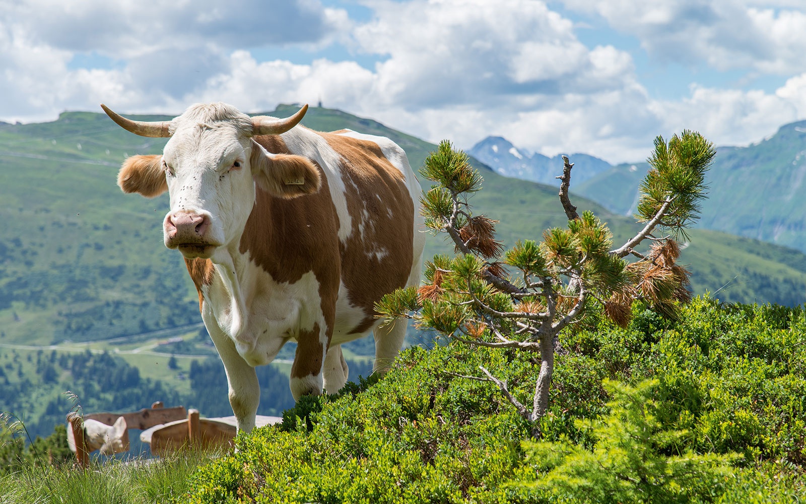 Curious cow