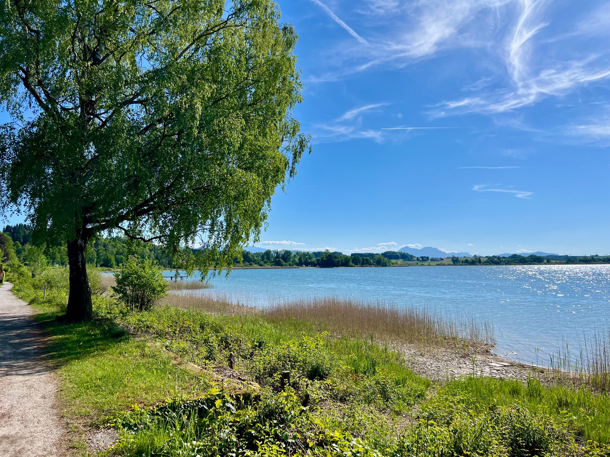 Alte Hängebirke am Wallersee
