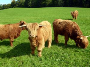 The friendly Highland cattle in the Tannenwinkel.